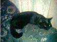 Pure Black Kitten. Can You Offer Tinkerbelle My 9Month....