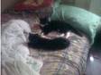 2 Kittens 11months Old. Male And Female Cats Both....