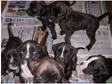 stunning boxer puppies, male and female, , ready now