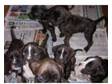 stunning boxer puppies, male and female, , ready now. i....