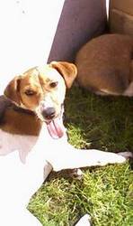 Female Jack Russel For Sale 1yr Old