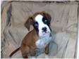 ***Boxer puppy for sale ***