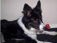 Border Collie 2 year Old Female £75. Sad Sale of my....