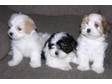 Havanese Puppies for Sale Havanese are adorable,  fun....