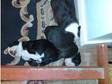 2 Staffordshire Bull Terriers for SALE 1 Brindle and....