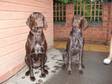 Pedigree KC Registered German Shorthaired Pointer Puppies in Dudley