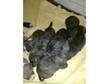 Staffie puppies for sale £225 each,  both parents can be....