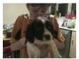 springer spaniel boys. hi we are two eight week old....