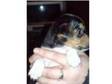 female jack russell puppy. i have one 5 week old puppy....